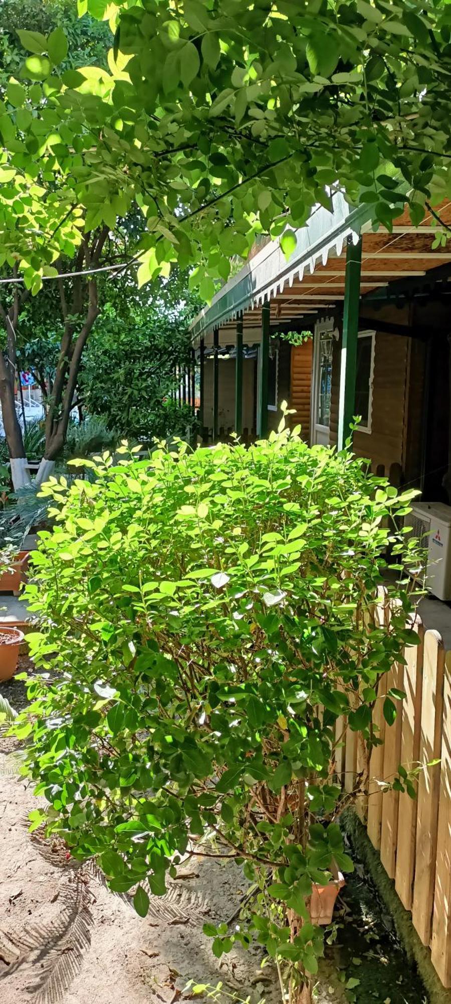 בלדיבי Santana Hotel מראה חיצוני תמונה